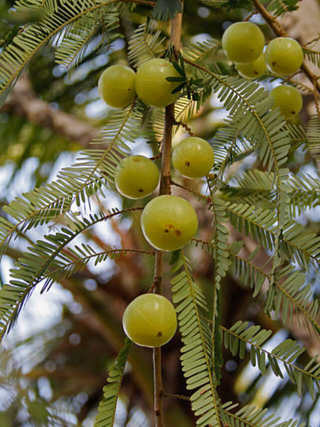 6 REASONS TO EAT ONE AMLA EVERY DAY OF YOUR LIFE.